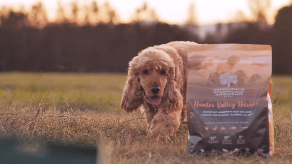 what is the best high protein dog food