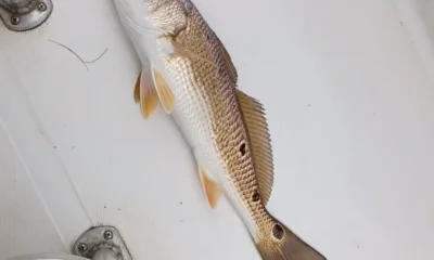 San Antonio Report Video 0