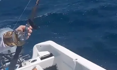 San Jose del Cabo Report Video 0