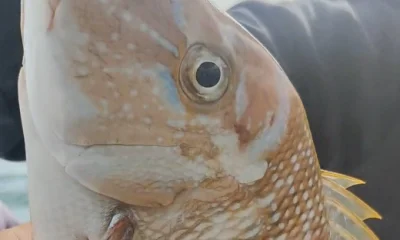 Ajman Report Video 3