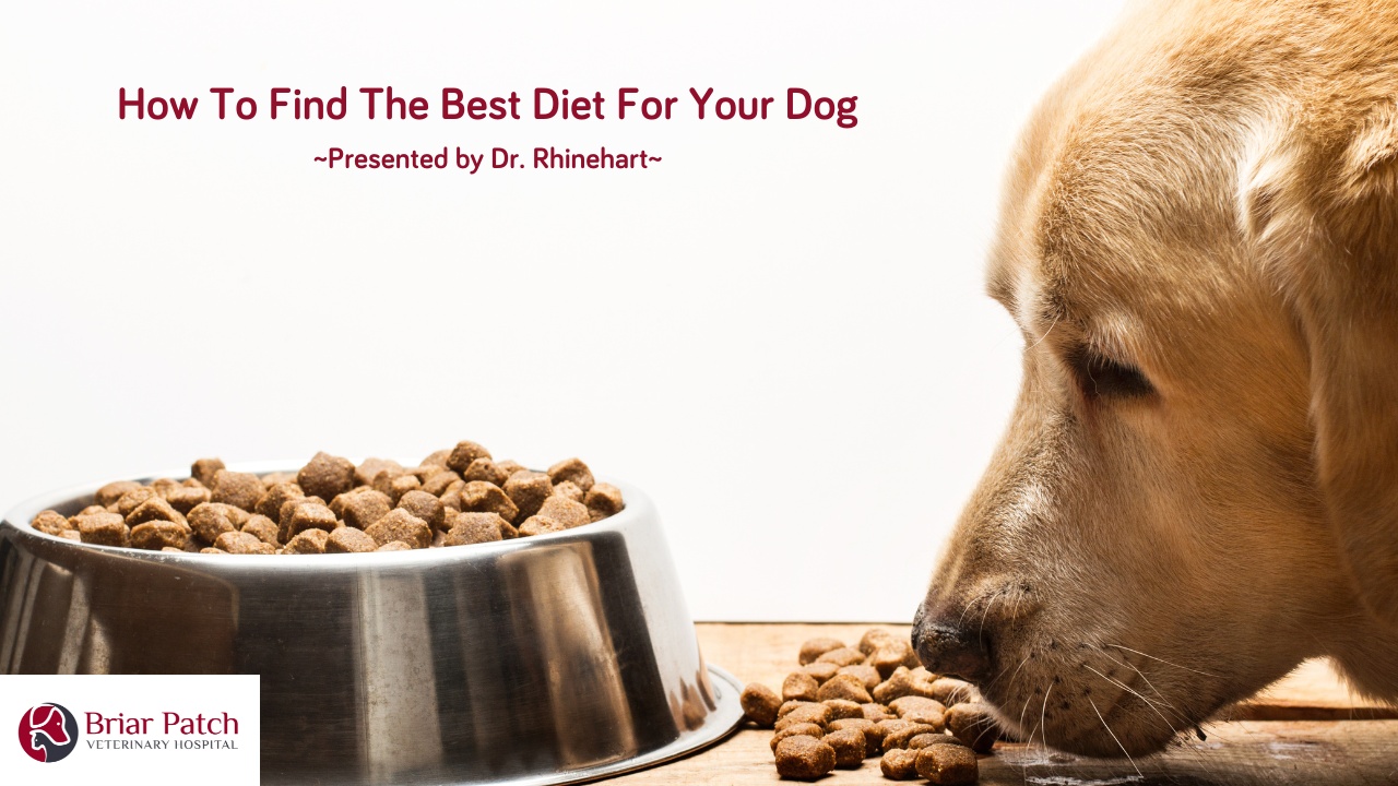 What is the healthiest hotsell diet for a dog