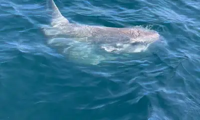 RockenReel Sportfishing – 35' Scarab - Updated 2025 Prices
