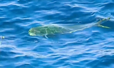 Tavira Report Video 1