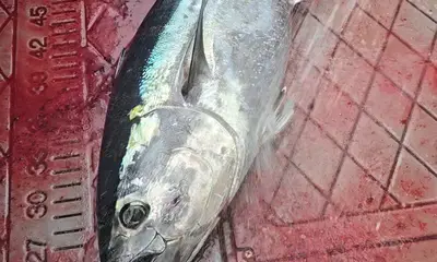 Sekiu Report Video 1