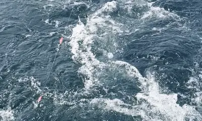 Delaware Bay Report Video 1