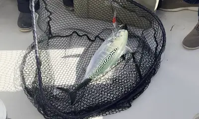 Fishing with Skip