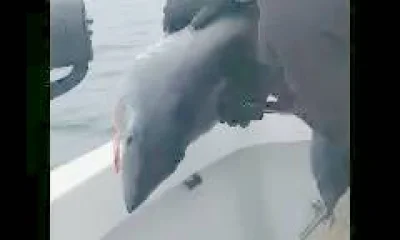 Norfolk Report Video 2