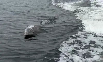 5 Star Fishing Adventure from start to finish!