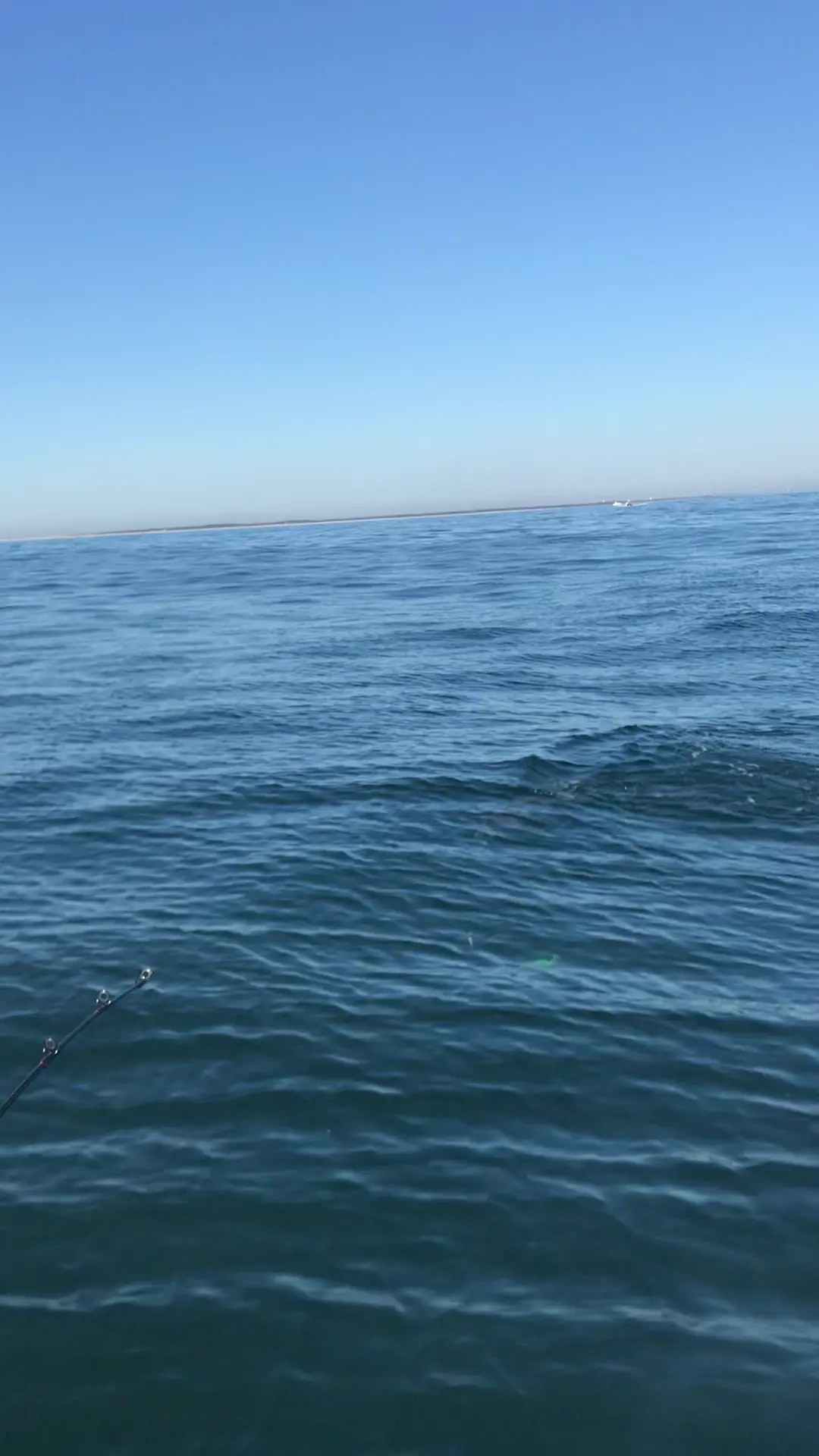 Business Card: Janie K Sport Fishing