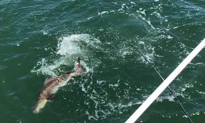 Gloucester Point Report Video 0