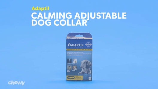 Play Video: Learn More About Adaptil From Our Team of Experts