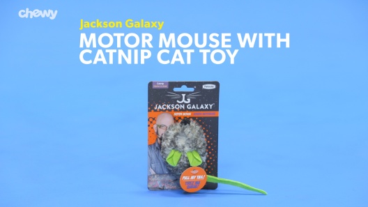 Play Video: Learn More About Jackson Galaxy From Our Team of Experts