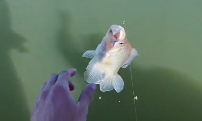 Tega Cay Report Video 3