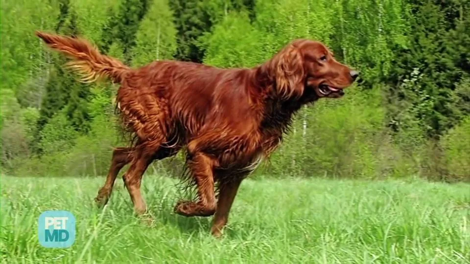 The 10 Best Dogs for Kids and Families | PetMD The 10 Best Dogs for Kids and Families | PetMD