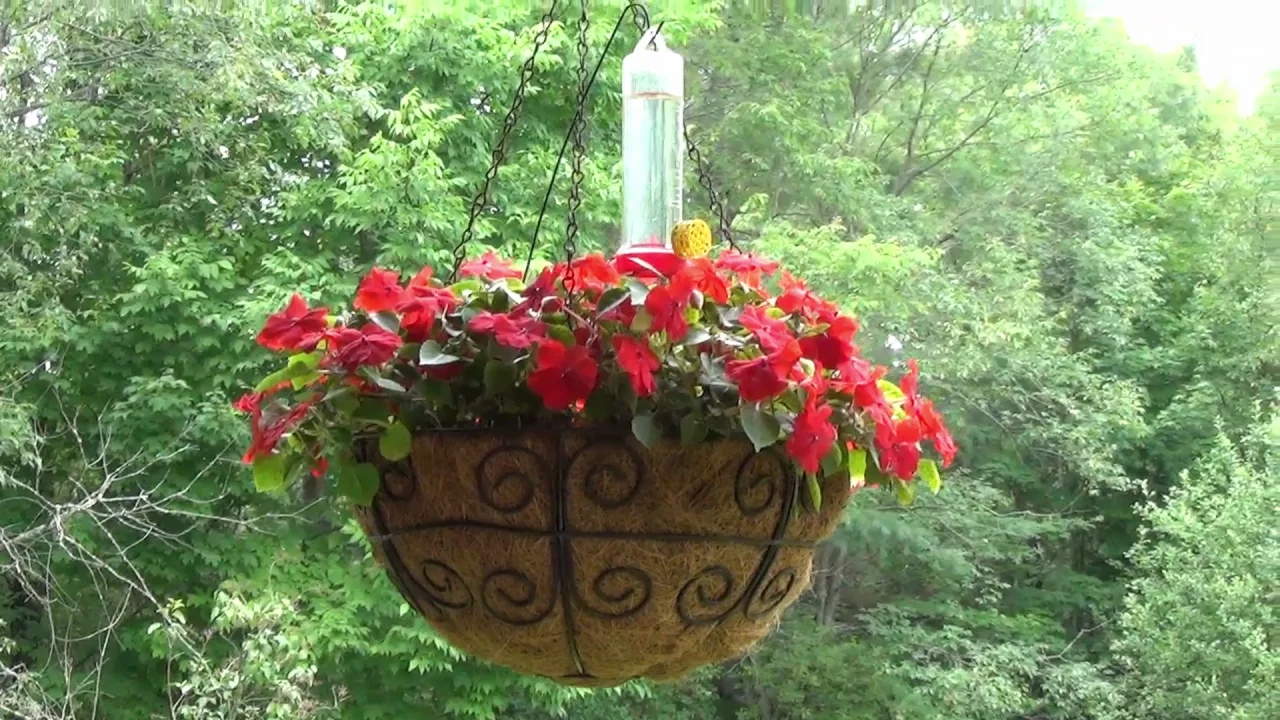 Impatiens Basket