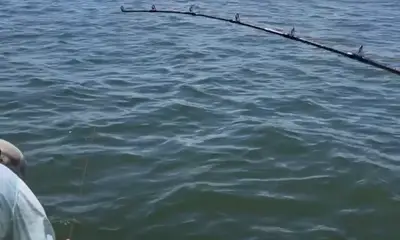 Shark expert!