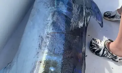 Puerto Vallarta Report Video 0