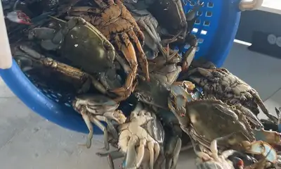 Pelican Island Report Video 2