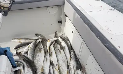 Weakfish 