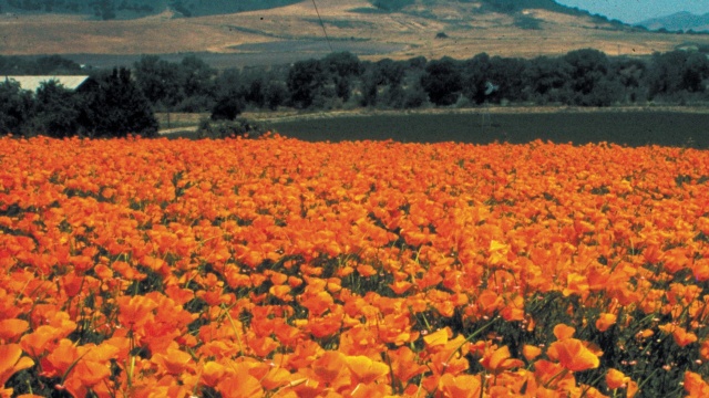 California Poppy Seeds Red Chief American Meadows