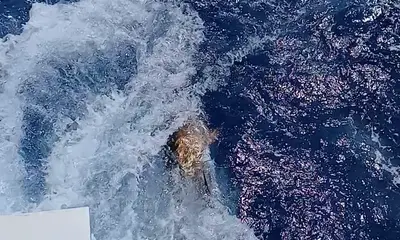 San Juan Report Video 0