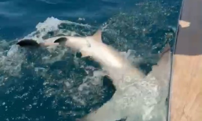 catching a big bull shark