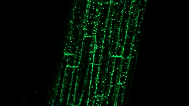 It’s Time for Lightfield: Launch Event