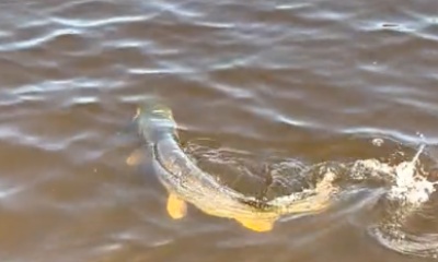 Baudette Report Video 0