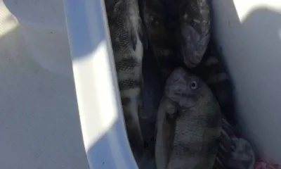 Sarasota Bericht Video 0