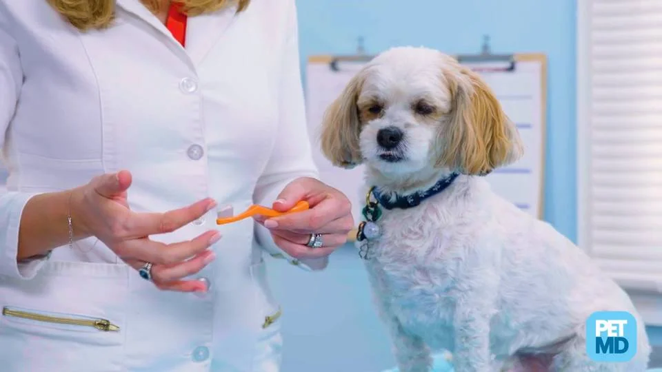 what do you brush a puppy teeth with