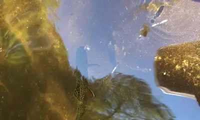 Asheville Report Video 0