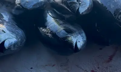 Matagorda Report Video 0