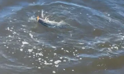 River Road Report Video 0