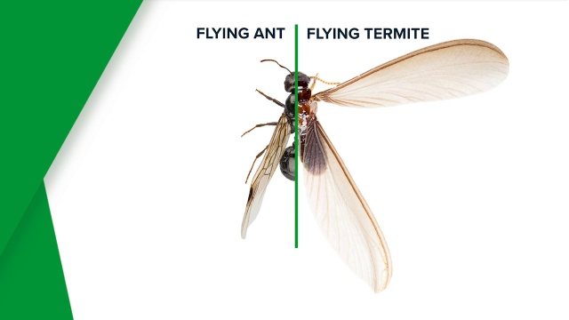 winged termites identification