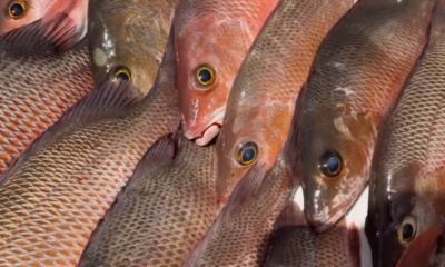 Mangrove spawn