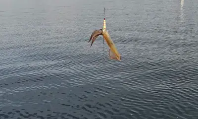 Olympic Peninsula Report Video 2