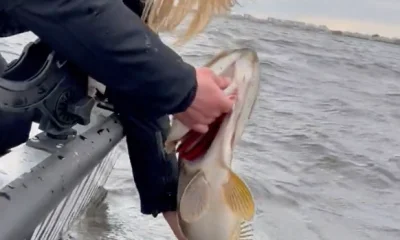 Almere Report Video 0
