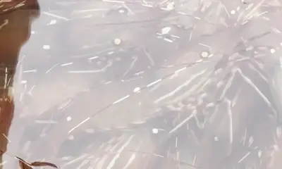 Canada Report Video 2