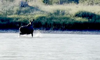 Kenai Video Report 0