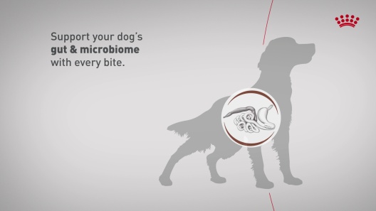 Royal Canin Veterinary Diet Adult Gastrointestinal Low Fat Dry Dog Food