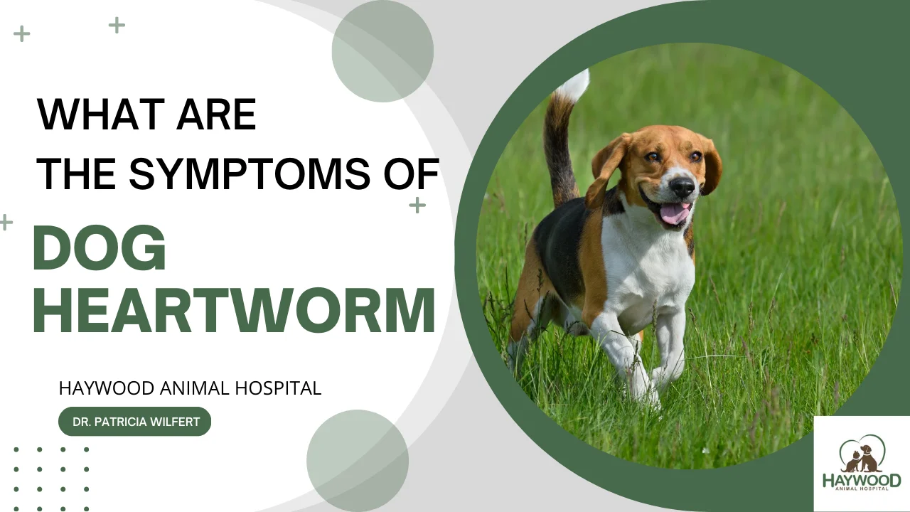 Natural remedies for heartworms in dogs best sale