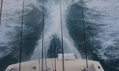 Tavernier Report Video 0