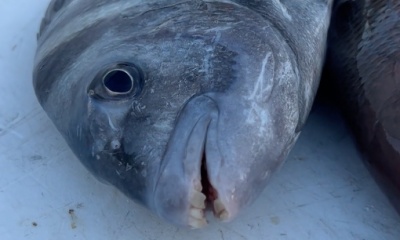 Great day because of the Capt.