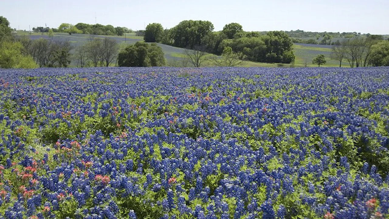 Over 4,000 Native Seeds Texas Bluebonnet Wildflower Seeds Bulk 1/4 Pound Bag Texas State Flower! 