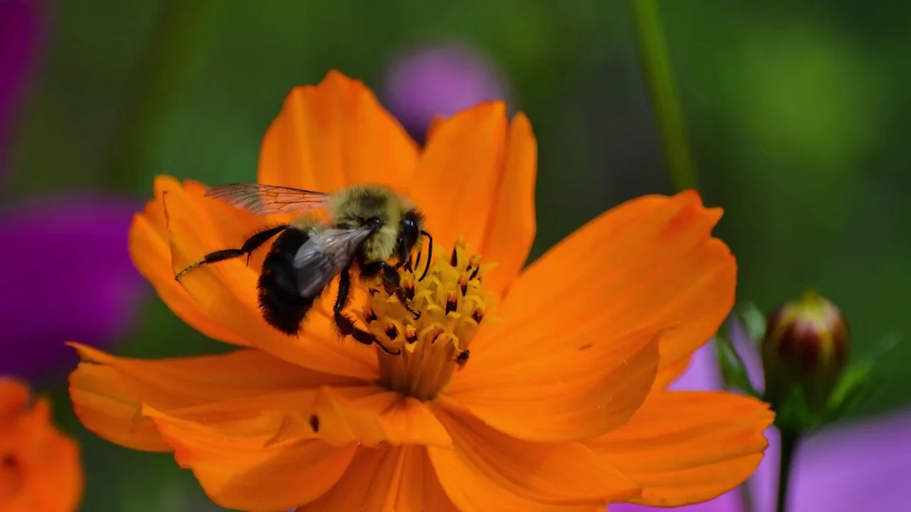 Tennessee Blend, Wildflower Seed