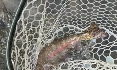 Eugene Report Video 0