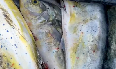 San Diego Report Video 0