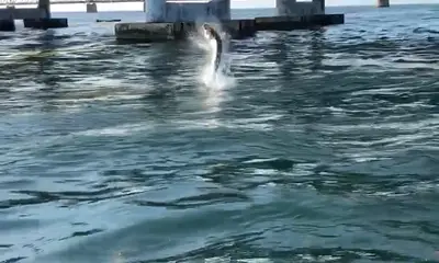 Big Pine Key Report Video 0