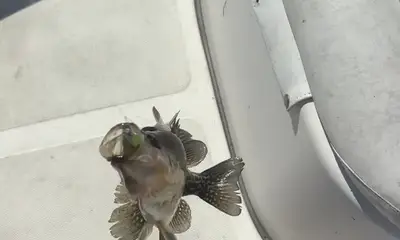 Clewiston Report Video 0