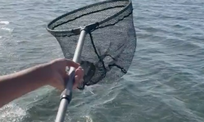 Biloxi Report Video 1